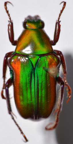 Réf. 256 566 : Pygora cowani